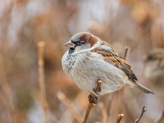 Sparrow sits on a branch without leaves.