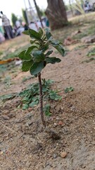 tree growing in the soil