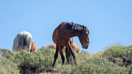 Liver chestnut dark bay wild horse stallion in the Salt River wild horse management area near...