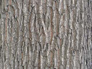 The texture of the bark of an old willow. Detailed bark texture. Natural background