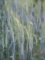 ears of wheat