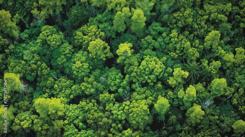 Poster a birds eye view of a dense forest with a multitude of green trees.