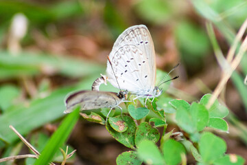 Mating Pale Grass Blue, Small Butterflies