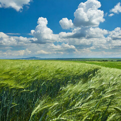 green wheat field
