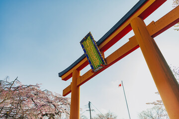 京都 平野神社の満開の桜 - 767583042