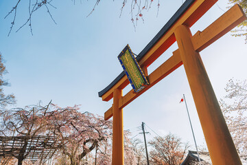 京都 平野神社の満開の桜 - 767583082