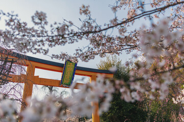 京都 平野神社の満開の桜 - 767583255