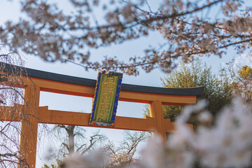 京都 平野神社の満開の桜 - 767583290