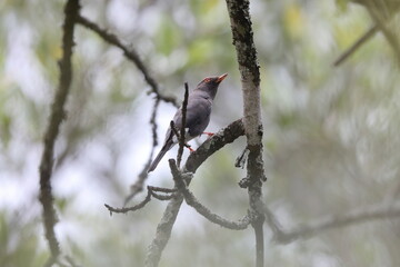 Retz's helmetshrike (Prionops retzii) is a species of bird in the helmetshrike family Vangidae, formerly usually included in the Malaconotidae. This photo was taken in South Africa.