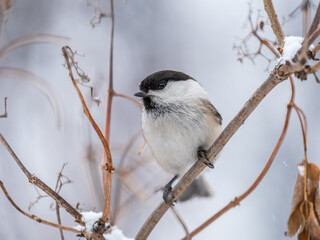 Cute bird the willow tit, song bird sitting on a branch without leaves in the winter.