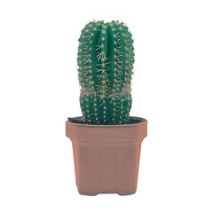 Cactus planted in a container png isolated on transparent background