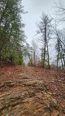 Capturando la Belleza del Mundo