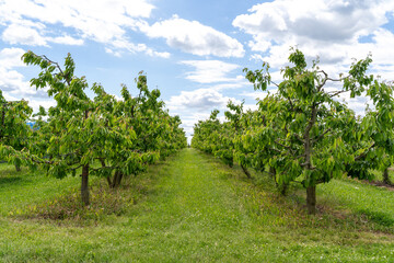Fototapeta na wymiar Orchard with cherry trees in spring