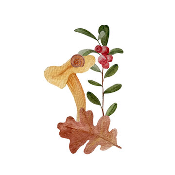 Wild chanterelles with a cowberry sprig watercolor composition isolated on white.