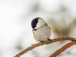Cute bird the willow tit, song bird sitting on a branch without leaves in the winter.