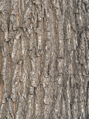 The texture of the bark of an old willow. Detailed bark texture. Natural background