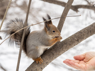 Obraz premium Squirrel eats nuts from a man's hand. Caring for animals in winter or autumn.