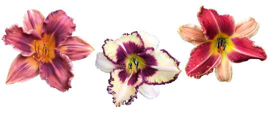 Fototapeta na wymiar Set of 3 different Daylily (Hemerocallis) flowers isolated on transparent background 