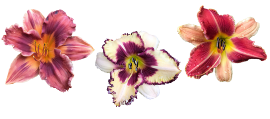   Set of 3 different Daylily (Hemerocallis) flowers isolated on transparent background 