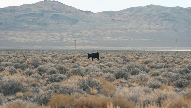 Wild burro in Nevada desert 