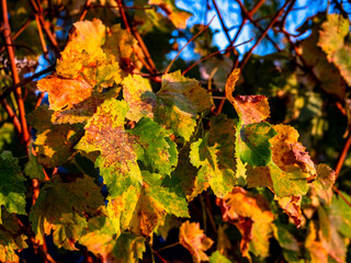 autumn leaves 