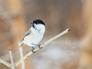 Cute bird the willow tit, song bird sitting on a branch without leaves in the winter.