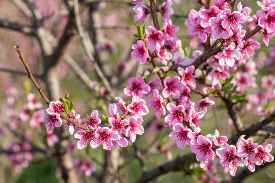 Peach branch densely covered with bright pink flowers