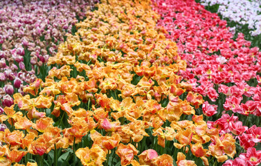 Scenic Keukenhof gardens with Tulip flower field in the Netherlands.