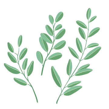 hand drawn Botanical leaves vector illustration. Green leaf branches collection.