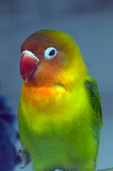 close up of love bird