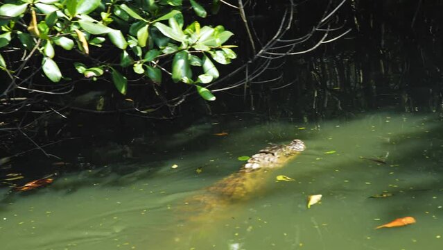 The broad-snouted caiman is a crocodilian in the family Alligatoridae found in eastern and central South America, including southeastern Brazil, northern Argentina, Uruguay, Paraguay, and Bolivia.