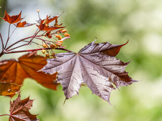Tree branch with dark red leaves, Acer platanoides, the Norway maple Crimson King. Red Maple acutifoliate Crimson King, young plant with green background.
