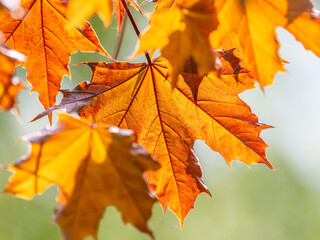 Tree branch with dark red leaves, Acer platanoides, the Norway maple Crimson King. Red Maple acutifoliate Crimson King, young plant with green background.