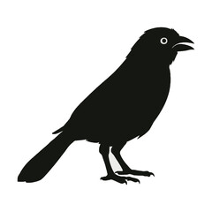 Obraz premium Canary Silhouette