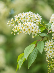 White flowers blooming bird cherry. Close-up of a Flowering Prunus padus Tree with White Little Blossoms