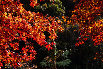 日本の風景　秋の長野　紅葉見頃の横谷渓谷（横谷峡）