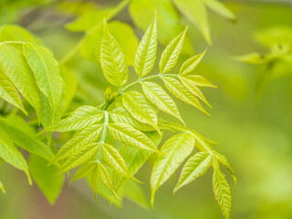 Ash tree blossoms in springtime. Leaves on sunset