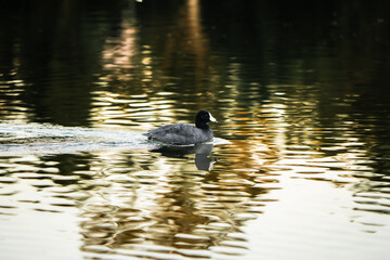 pájaro Xochimilco, México