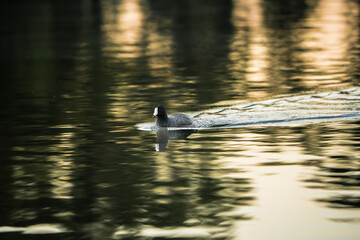 pájaro Xochimilco, México