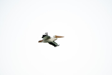 pájaro Xochimilco, México