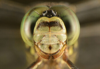 Extreme Dragonfly Eyes