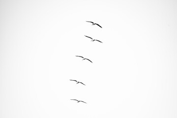 pájaro Xochimilco, México