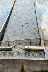 fish farming in France