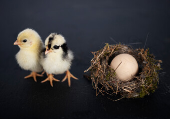 nest, egg and chick