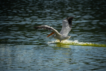 pájaro Xochimilco, México