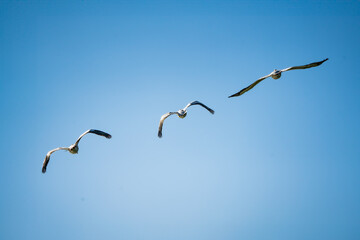 pájaro Xochimilco, México