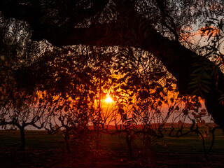 tree and sunset 