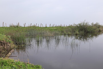reeds in the water
