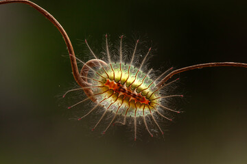 Unique Hairy Caterpillar in Nature