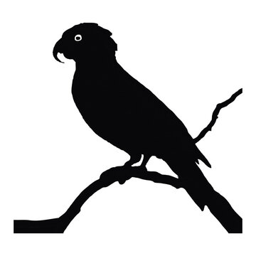 recommend clip art: Conure Silhouette